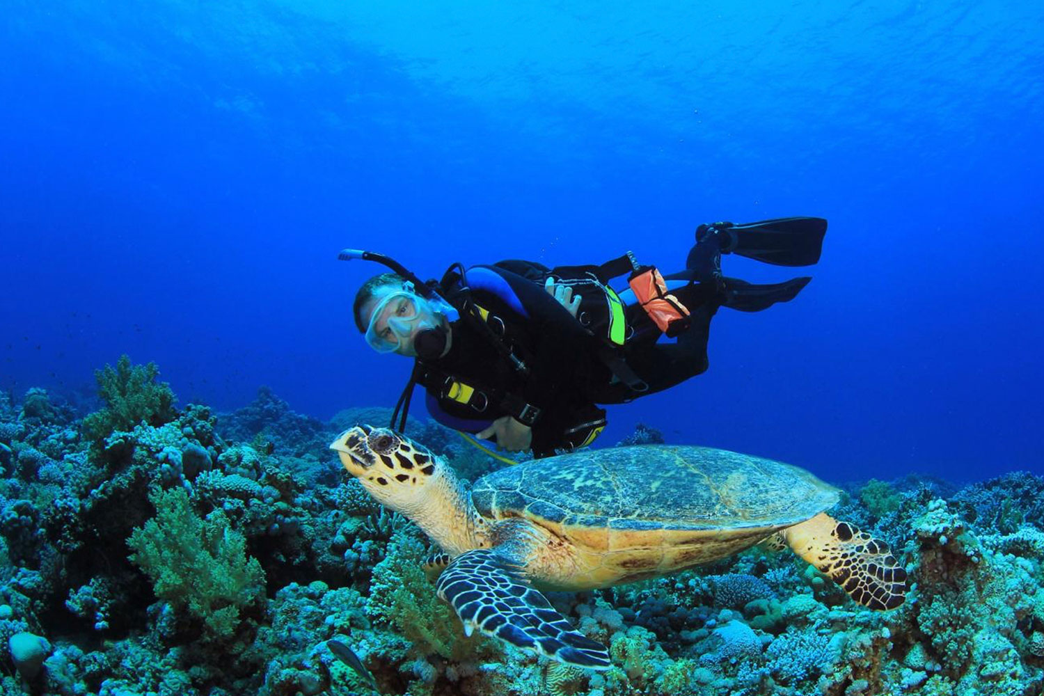 Scuba Dalışı